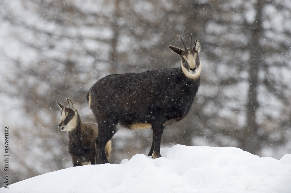 Chamois (Rupicapra rupicapra) with young in snow, Gran Paradiso National Park, Italy, November 2008 Chamois (Rupicapra rupicapra) with young in snow, Gran Paradiso National Park, Italy, November 2008
