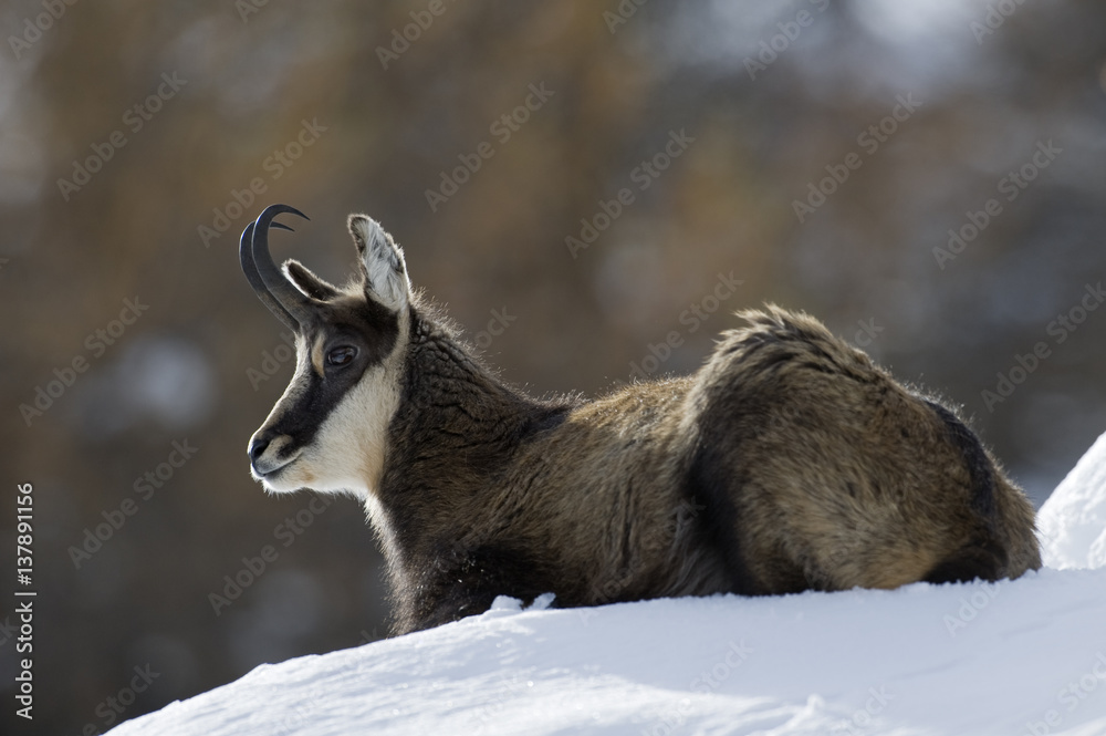 Chamois (Rupicapra rupicapra) resting in snow, Gran Paradiso National Park, Italy, November 2008 Chamois (Rupicapra rupicapra) resting in snow, Gran Paradiso National Park, Italy, November 2008