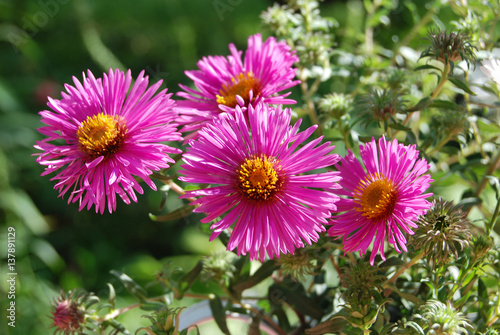 Beautiful aster flower