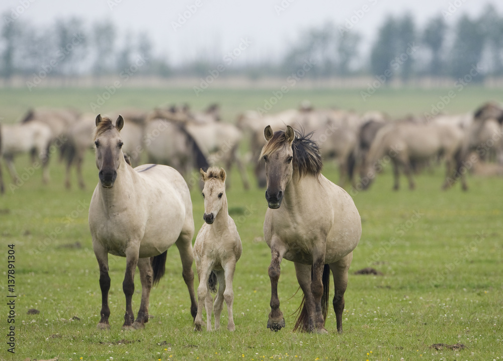 Konik horse family, Oostvaardersplassen, Netherlands, June 2009