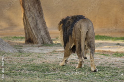 Fototapeta Naklejka Na Ścianę i Meble -  back of lion walking in zoo