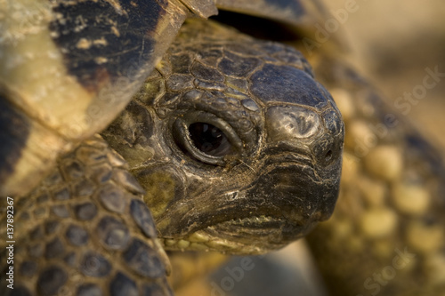 Hermann's tortoise (Testudo hermanni) portrait, near Meteora, Greece, October 2008 photo
