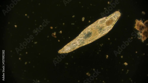 Rädertierchen Rotifer unter dem Mikroskop in 4K photo