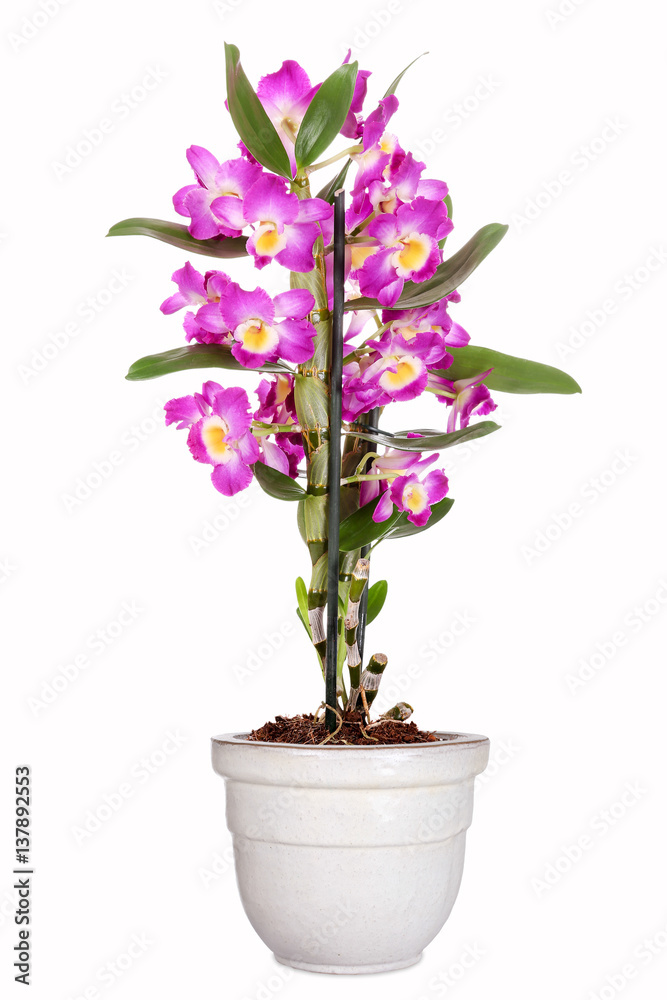 Fototapeta premium Dendrobium nobile, Traubenorchidee