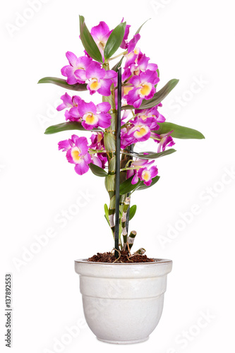 Dendrobium nobile  Traubenorchidee