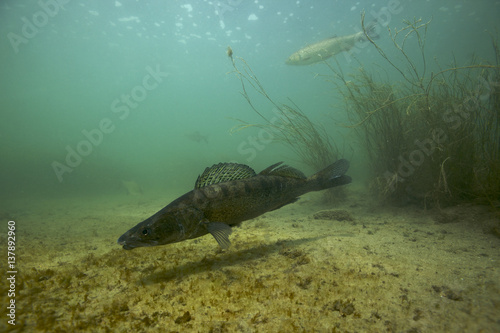 Male Zander / Pikeperch (Stizostedion / Sander lucioperca) defending nest, with Chub (Leuciscus cephalus) in the distance, calm part of the Rhine, Schaffhausen, Switzerland, May 2009