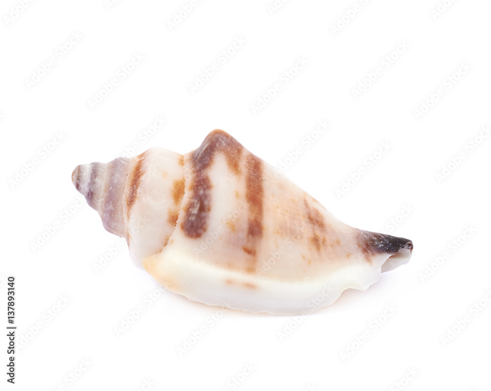 Sea shell isolated