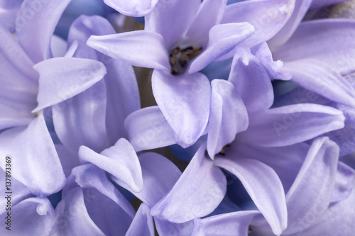 Spring flowers of Hyacinth on white  background  close up