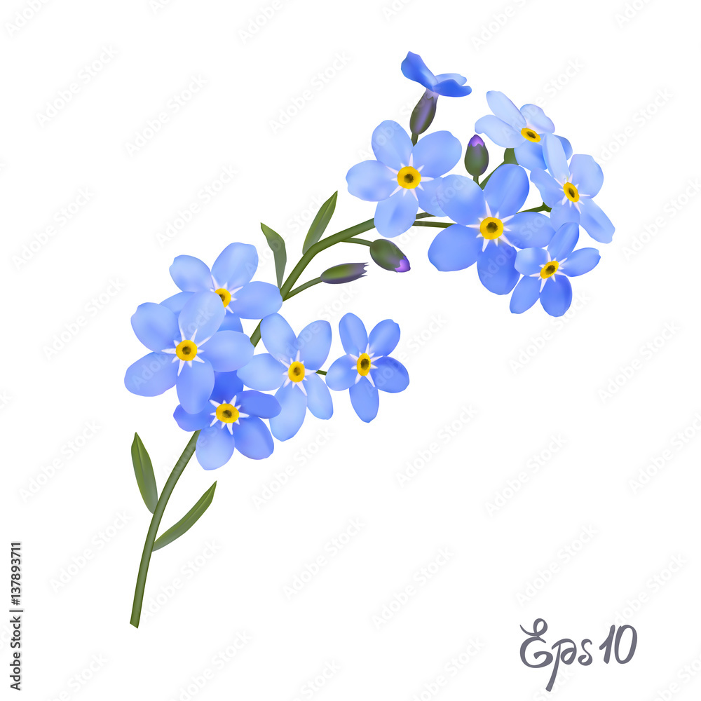 Branch Of Blue Forgetmenot Flowers Stock Illustration - Download