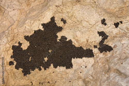 Schreiber's long fingered bat (Miniopterus schreibersi) colony roosting, Grotta Monte Majore, Gennargentu NP, Sardinia, Italy, November 2008