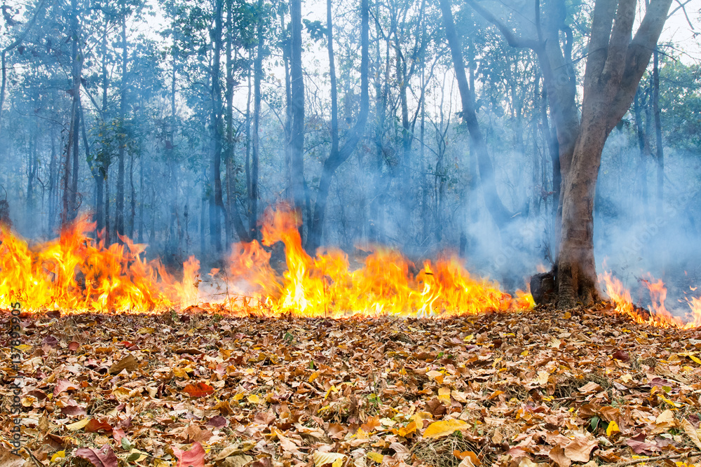 wildfire burning in tropical forest ,Thailand wildfire burning in tropical forest ,Thailand