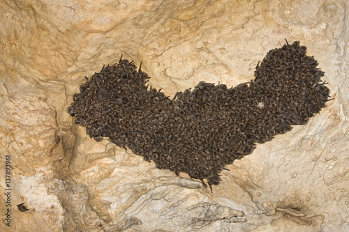 Schreiber's long fingered bat (Miniopterus schreibersi) colony roosting, Grotta Monte Majore, Gennargentu NP, Sardinia, Italy, November 2008 photo