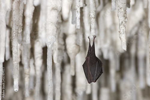 Lesser Horseshoe Bat (Rhinolophus hipposideros)  hibernating amongst stalactites, Grotta Monte Majore, Gennargentu NP, Sardinia, November 2008