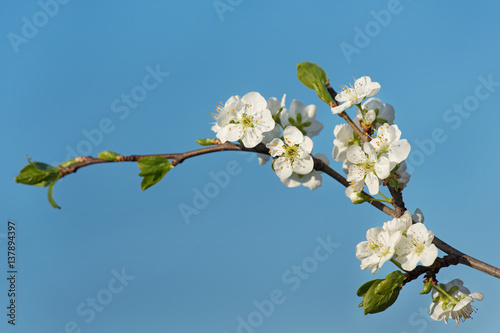 Blossoming cherry branch