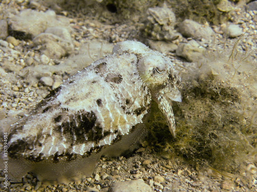 Beautiful and rare cuttlefish in croatian sea udeer water shot