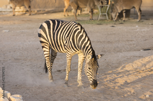 Zebra