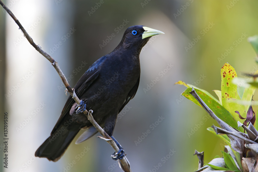 Red-rumped cacique (Cacicus haemorrhous) on branch, Itanhaem, Brazil Red-rumped cacique (Cacicus haemorrhous) on branch, Itanhaem, Brazil