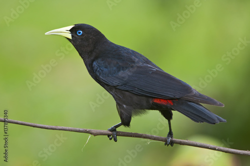 Red-rumped cacique (Cacicus haemorrhous) on branch, Itanhaem, Brazil