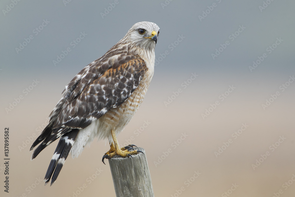 Red-shouldered Hawk (Buteo lineatus) standing on fence post, Florida, USA Red-shouldered Hawk (Buteo lineatus) standing on fence post, Florida, USA
