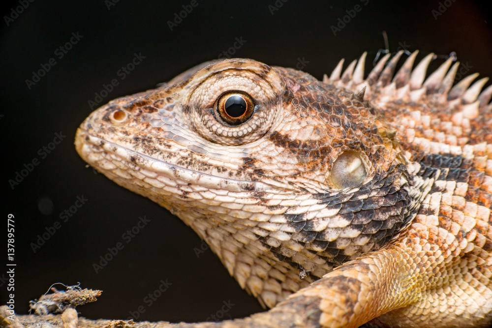 Obraz premium Close up of Female Oriental garden lizard (chordata: Sarcopterygii: reptilia: squamata: Agamidae: Calotes versicolor) rest on a wooden log isolated with black background