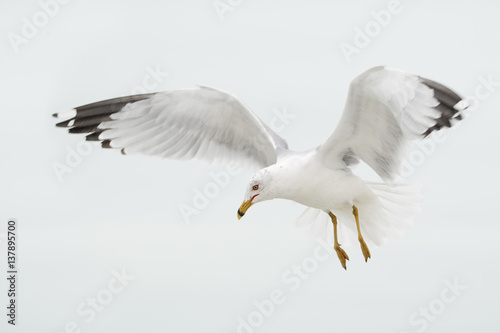 Ring-billed Gull (Larus delawarensis) flying in to feed, Fort De Soto, Florida, USA