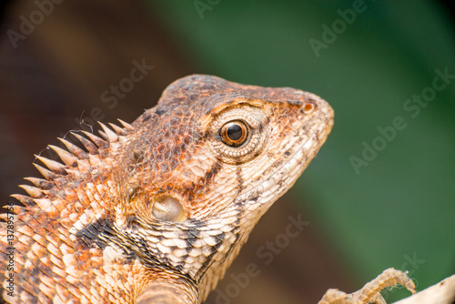 Close up of Female Oriental garden lizard  chordata  Sarcopterygii  reptilia  squamata  Agamidae  Calotes versicolor  rest on a wooden log isolated with black background