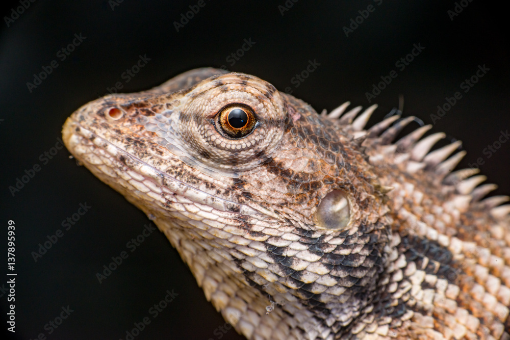 Close up of Female Oriental garden lizard (chordata: Sarcopterygii: reptilia: squamata: Agamidae: Calotes versicolor) rest on a wooden log isolated with black background