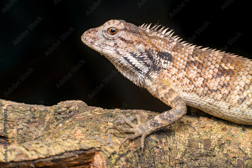 Fototapeta premium Close up of Female Oriental garden lizard (chordata: Sarcopterygii: reptilia: squamata: Agamidae: Calotes versicolor) rest on a wooden log isolated with black background
