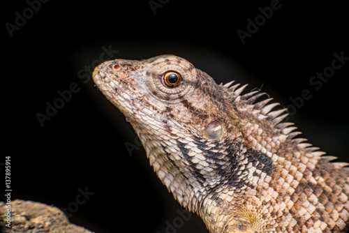 Close up of Female Oriental garden lizard  chordata  Sarcopterygii  reptilia  squamata  Agamidae  Calotes versicolor  rest on a wooden log isolated with black background