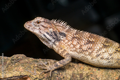 Close up of Female Oriental garden lizard  chordata  Sarcopterygii  reptilia  squamata  Agamidae  Calotes versicolor  rest on a wooden log isolated with black background