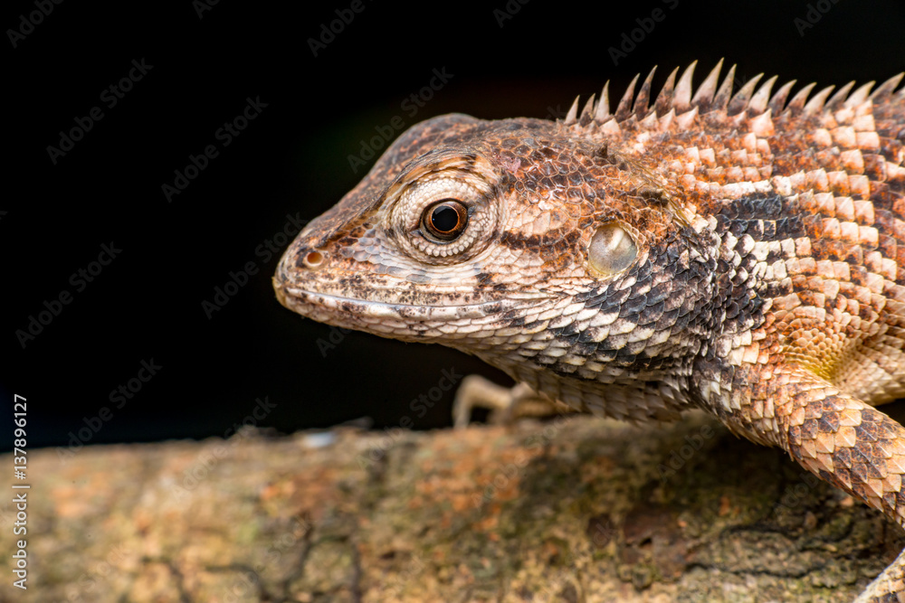 Close up of Female Oriental garden lizard (chordata: Sarcopterygii: reptilia: squamata: Agamidae: Calotes versicolor) rest on a wooden log isolated with black background Close up of Female Oriental garden lizard (chordata: Sarcopterygii: reptilia: squamata: Agamidae: Calotes versicolor) rest on a wooden log isolated with black background