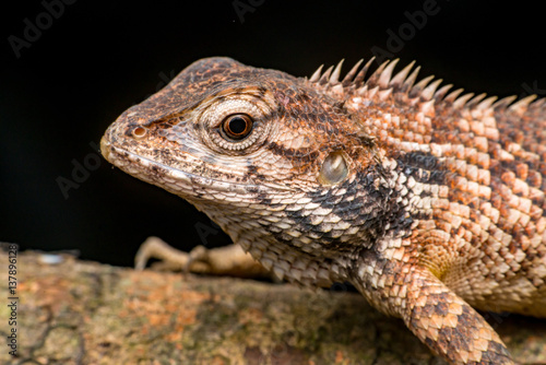 Close up of Female Oriental garden lizard  chordata  Sarcopterygii  reptilia  squamata  Agamidae  Calotes versicolor  rest on a wooden log isolated with black background