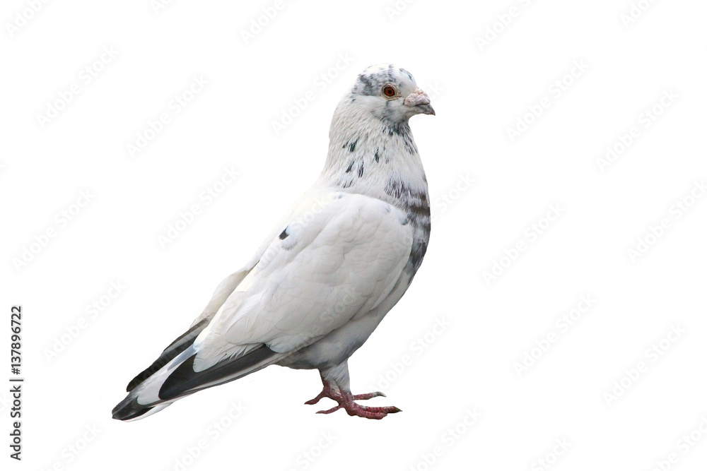 Fototapeta premium Noble white dove isolated on background close. Bird of peace - a symbol of purity and goodness. Wild feathered pigeon.
