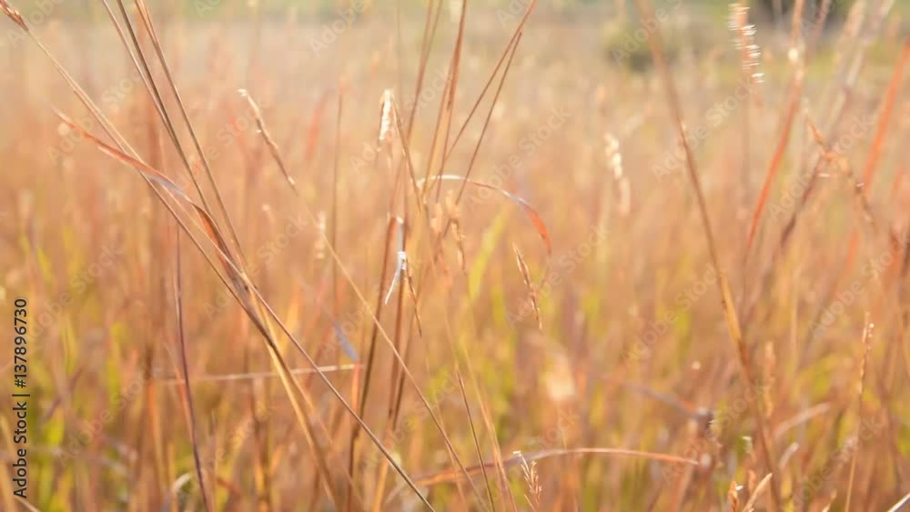 Beautiful dry golden grass in the field on sunset in the winter time. Beautiful dry golden grass in the field on sunset in the winter time.