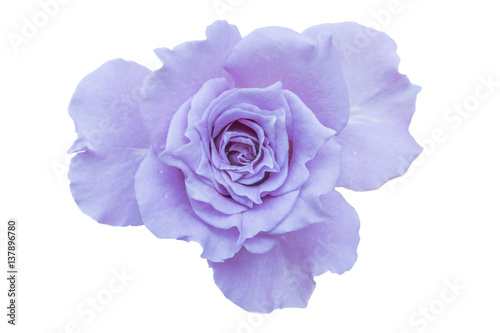 purple rose isolated on white background