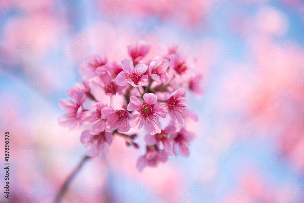 Close-up pink sakura