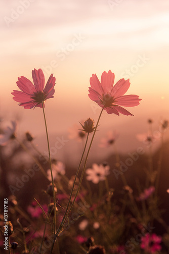 Pink cosmos with morning lighting © elbanco