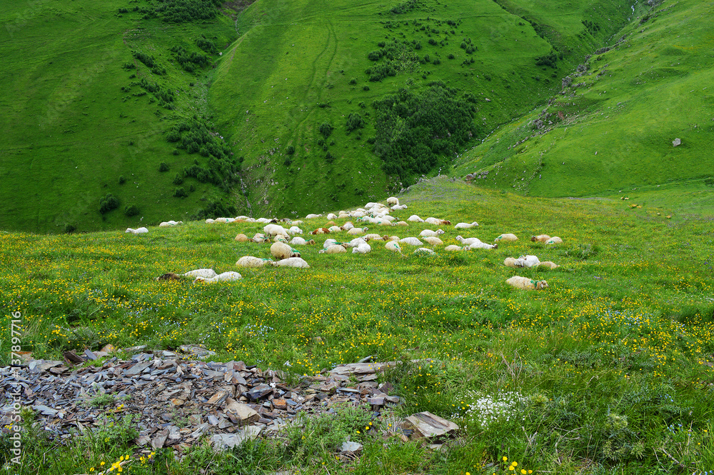 a flock of sheep walking in the mountains of Georgia a flock of sheep walking in the mountains of Georgia