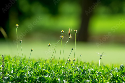 Little Grass Flower 