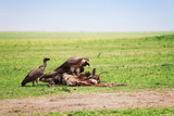 Vultures flight feeding on a wildebeest carcass