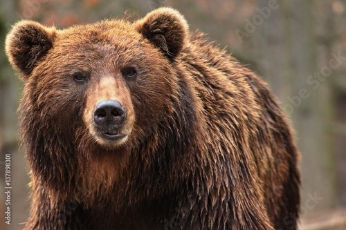 Bear kamchatkan