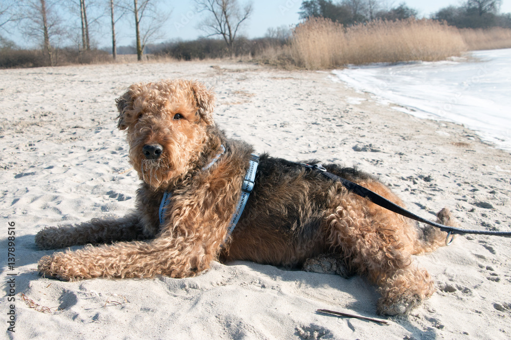 Airedale Terrier Senior liegt im Winter am Strand