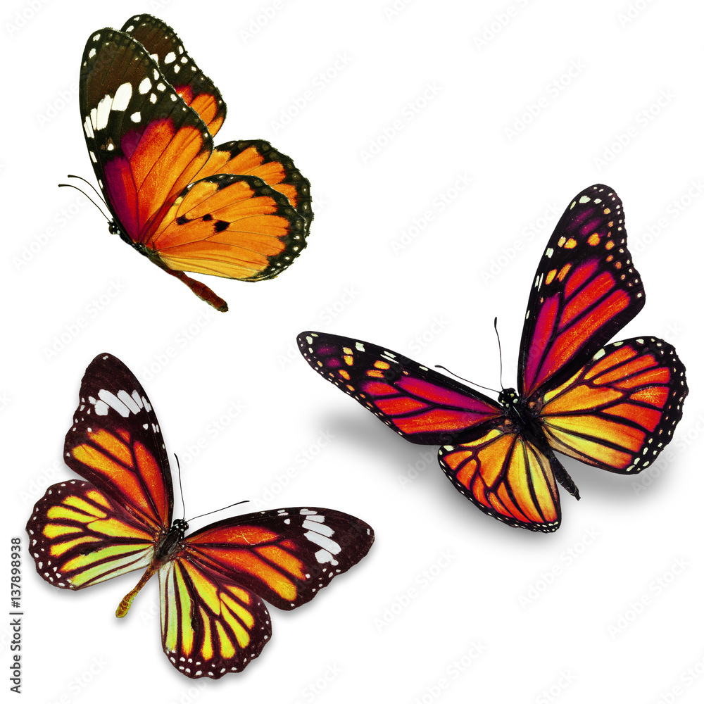 Obraz premium Three monarch butterfly