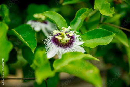 Little Flower Blooming