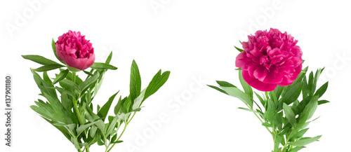 Set the beautiful bouquet of pink peonies on white background