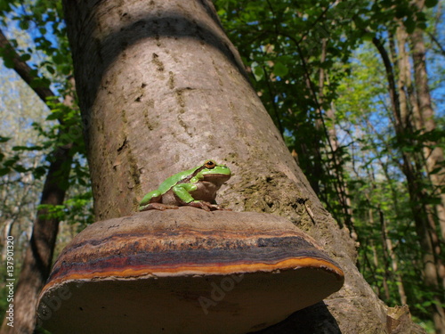 Europäischer Laubfrosch, Hyla arborea sitzt auf Baumschwamm photo