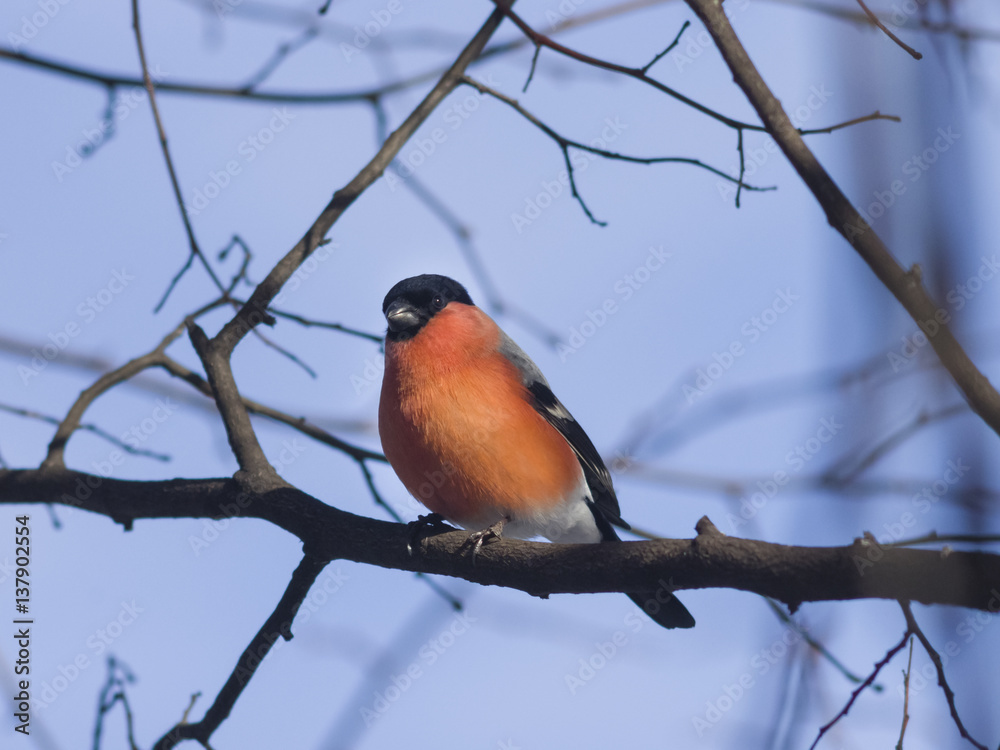 Red-colored Male of Eurasian Bullfinch, Pyrrhula pyrrhula, close-up portrait on branch with bokeh background, selective focus, shallow DOF Red-colored Male of Eurasian Bullfinch, Pyrrhula pyrrhula, close-up portrait on branch with bokeh background, selective focus, shallow DOF
