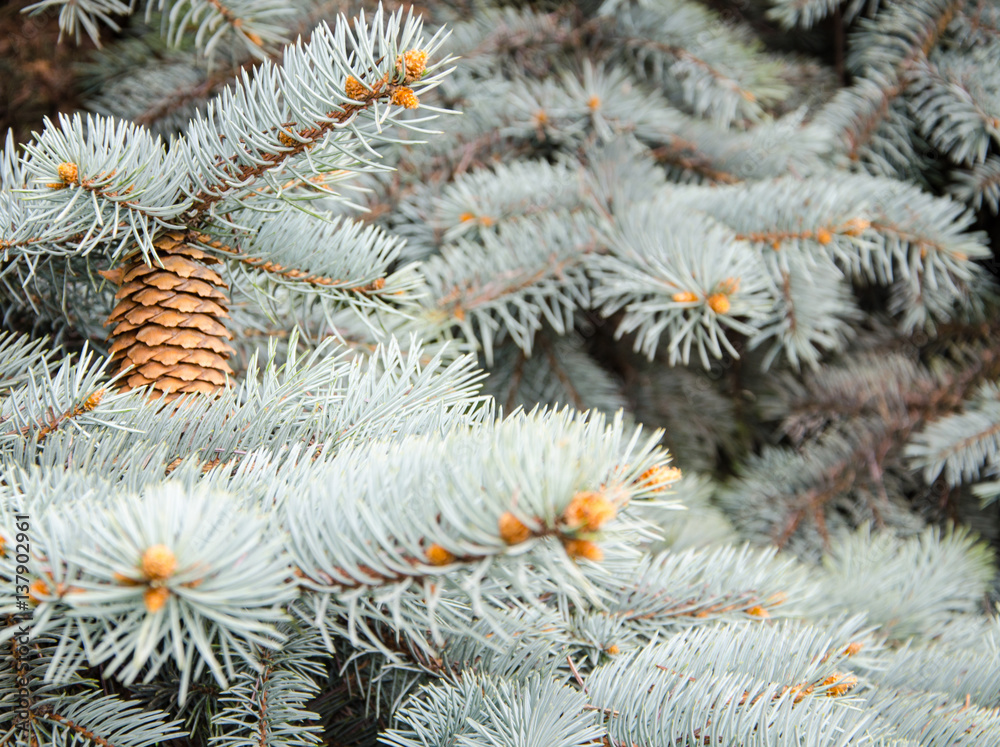 green spruce branches on the background of wood. green spruce branches on the background of wood.