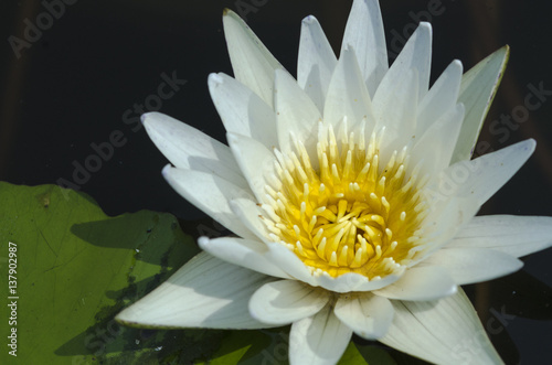 The beauty of the lotus flowers