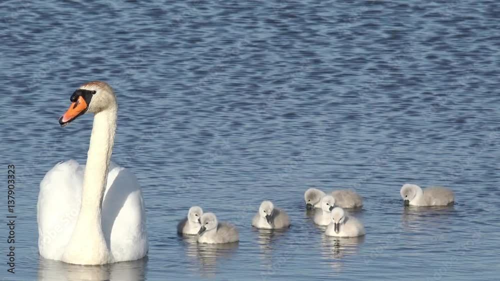 swan with cygnets swimming in the lake swan with cygnets swimming in the lake